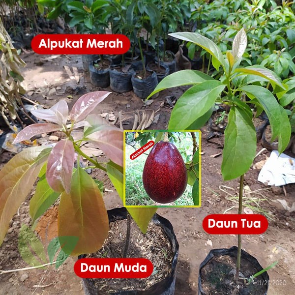 bibit tanaman buah alpukat red vietnam | Lazada Indonesia