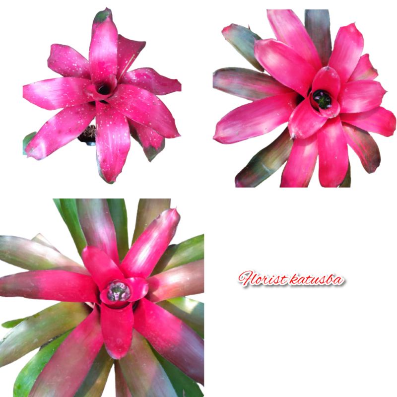 paket 3 warna tanaman hias bromelia pink | Lazada Indonesia