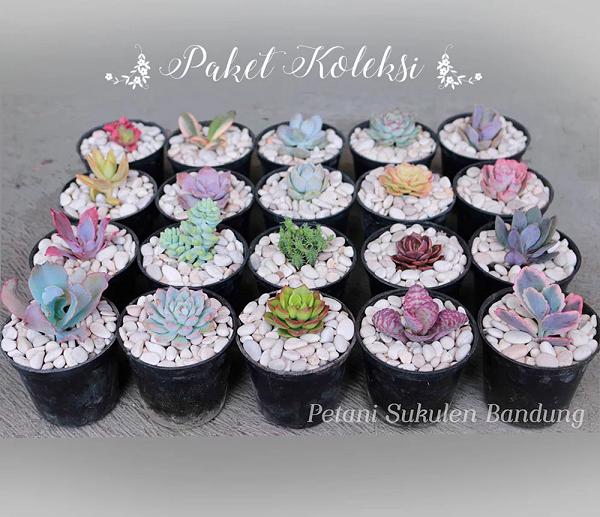 paket sukulen kaktus mini 20 plus pot