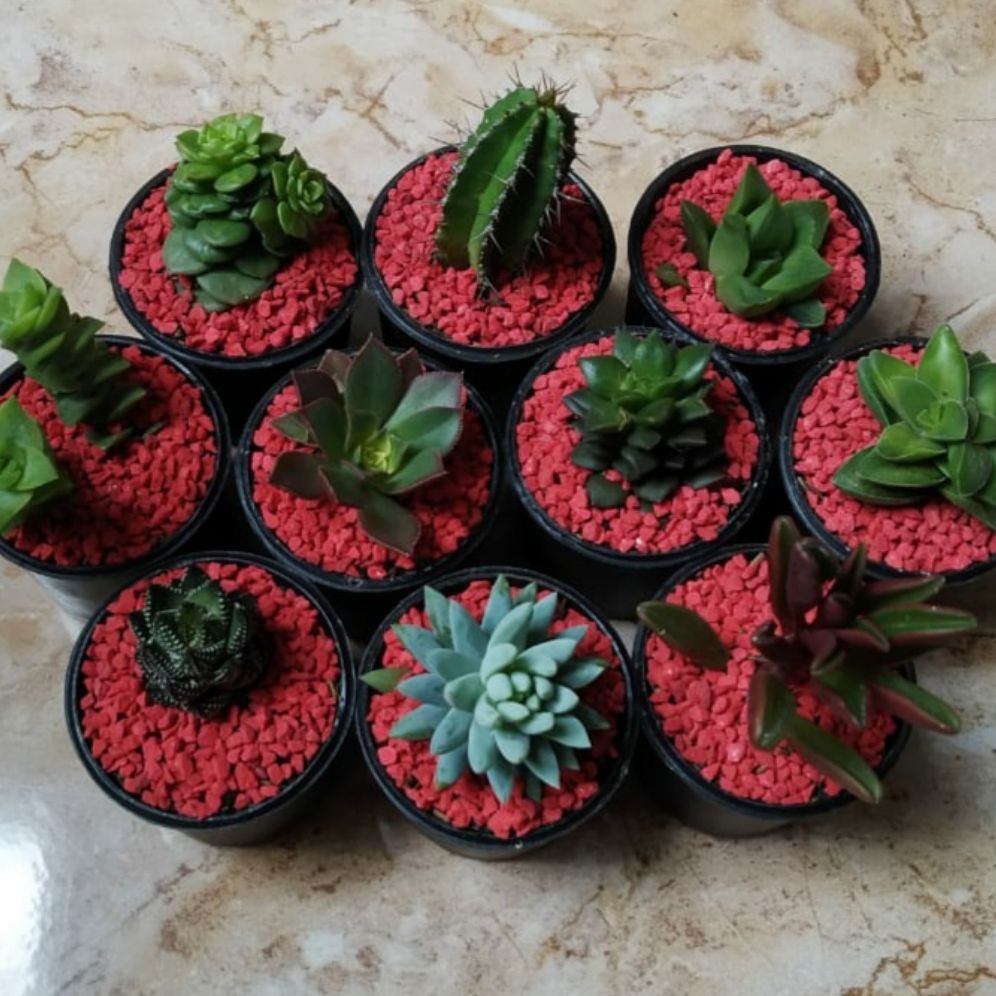 paket tanaman sukulen mini plus media, pot dan batu