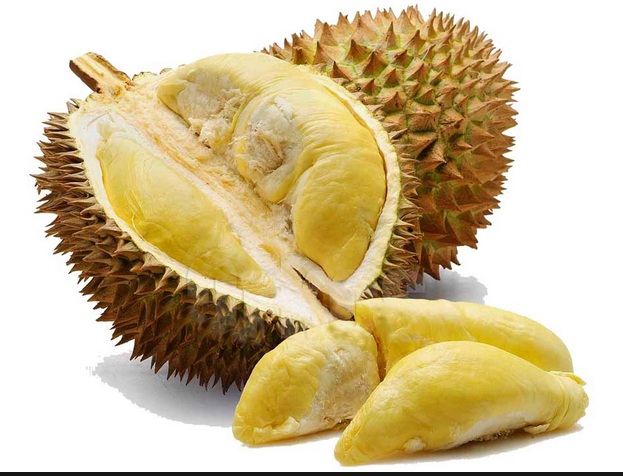 BIBIT DURIAN PETRUK OKULASI SAMBUNG PUCUK