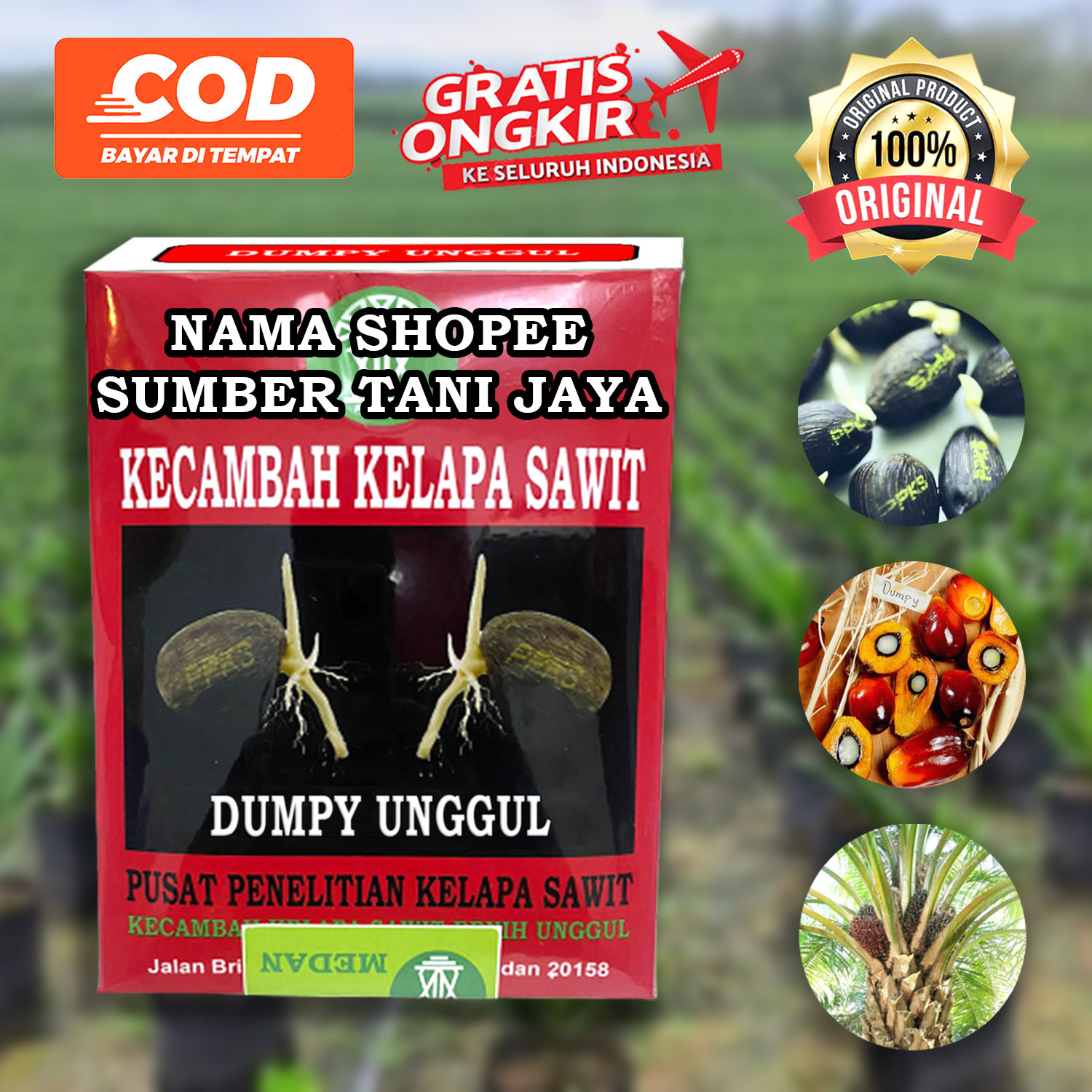 Ppks Dyxp Dumpy Super Unggul Dapat Sertifikat DAN Bonus