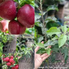 bibit apel merah berkuwalitas