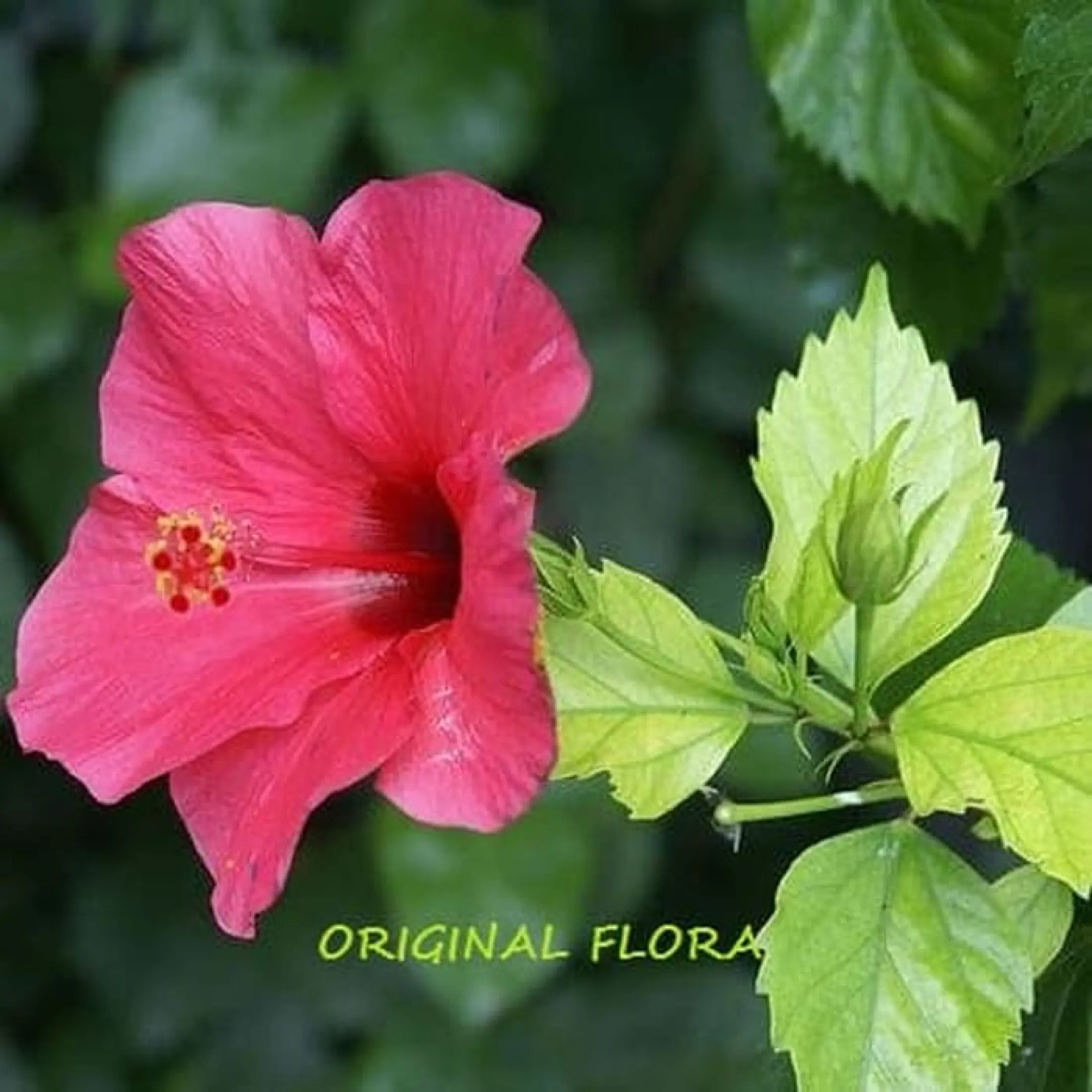 Bibit Tanaman Kembang Sepatu Daun Bunga Sepatu Tanaman Hidup Lazada Indonesia