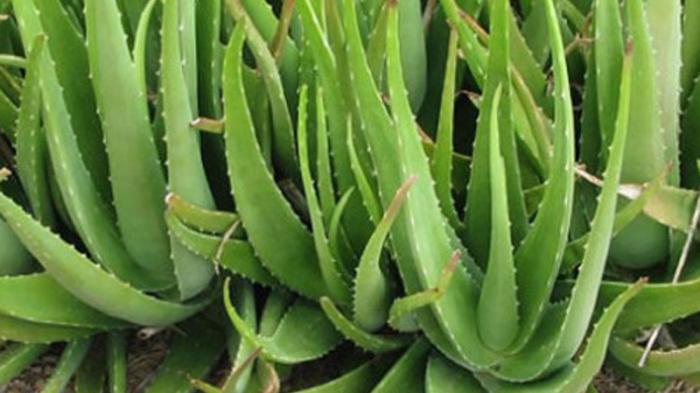 jual Bibit Tanaman Obat Lidah Buaya Daun Lidah Buaya Aloe vera