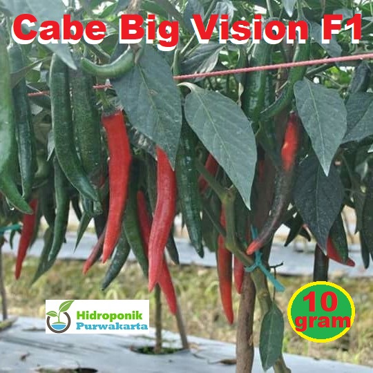 Benih Cabe Cabai Besar Big Vision F1 Isi 10 Gram Cap Tiga Daun Tipe Hot Chili - Merek Tiga daun Harga 165,000 rupiah*Gratis Ongkir