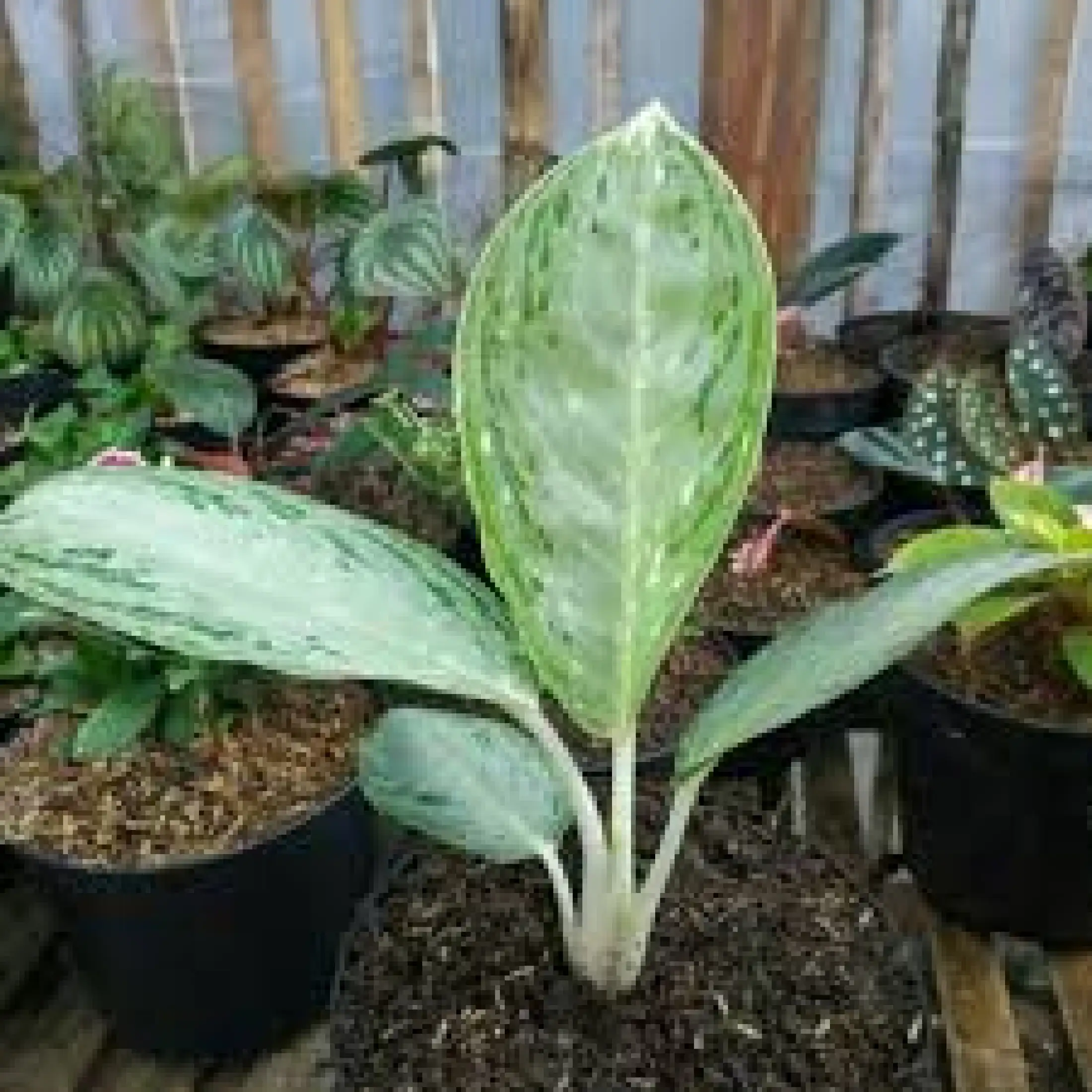 Tanaman Hias Aglonema Sri Rejeki Silver Lazada Indonesia