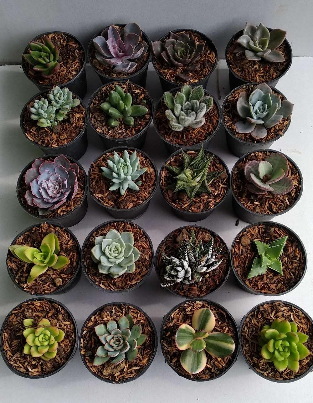 paket tanaman kaktus sukulen 20 plus pot