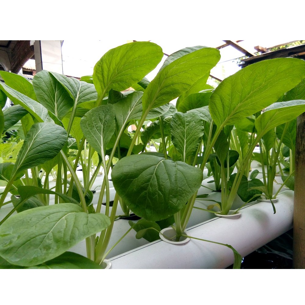 	 SAWI CAISIM 250 biji bibit seed seeds Benih Sawi Caisim Shinta Manis Cap Panah Merah Hidroponik Bibit Tanaman Sayur Sayuran Seribuan TOKO999	