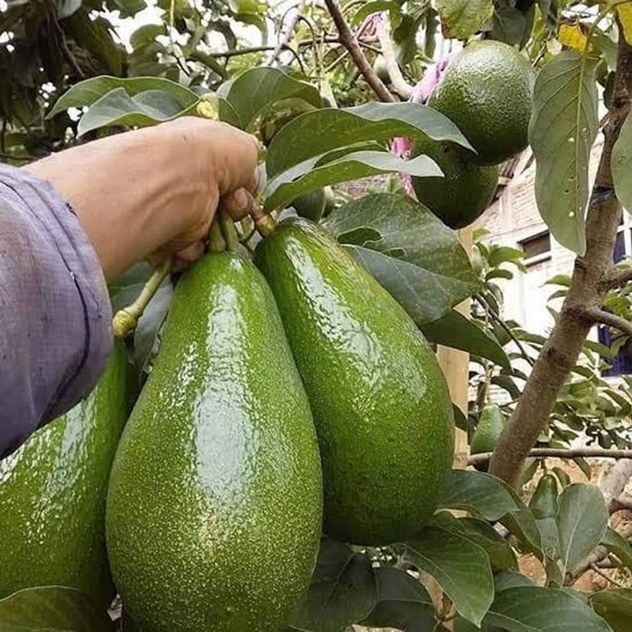 Benih Avokado Yang Hari Hari Mengeluarkan Buah