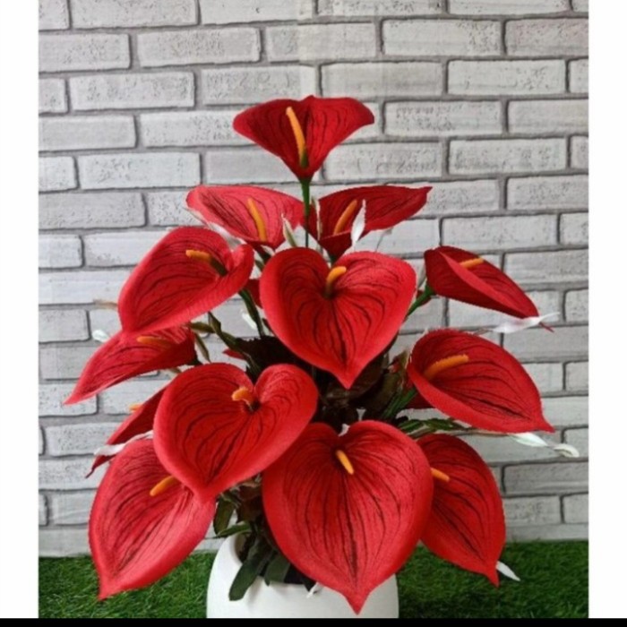 アンスリウム Anthurium Portillae indo ボトムカット アンスリウム