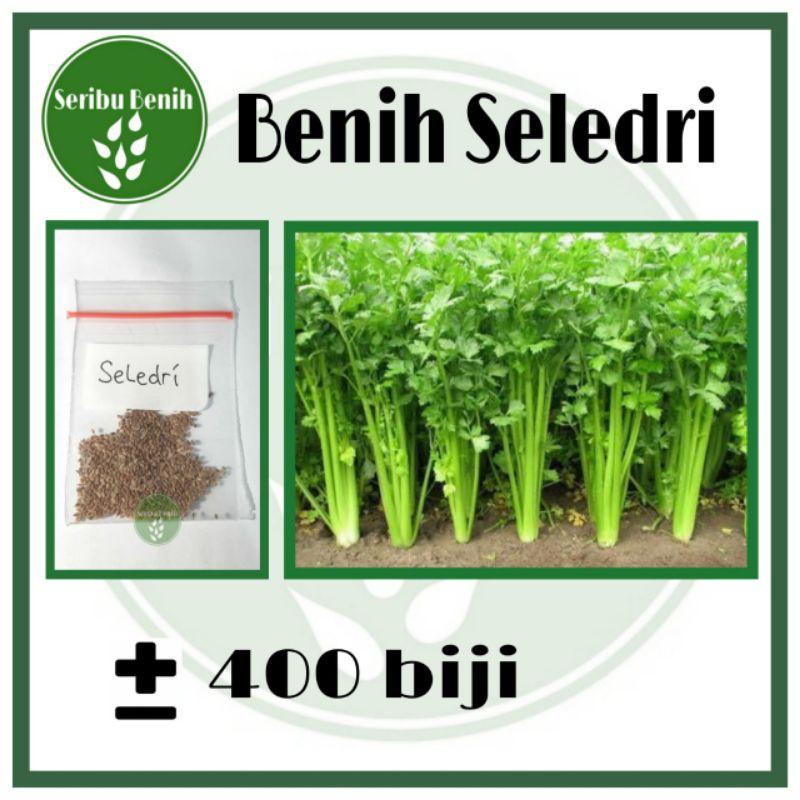 	 Benih Seledri Unggul Panah Merah - Bibit Seed Tanaman Berkualitas Ecer	