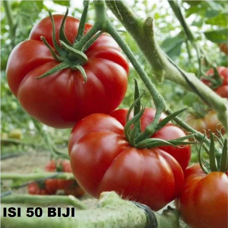 	 TOMAT MAWAR 50 biji bibit seed seeds Benih Tomat Keriting Mawar Sayuran Bintang Asia - Bibit Tanaman Sayur Seribuan TOKO999	