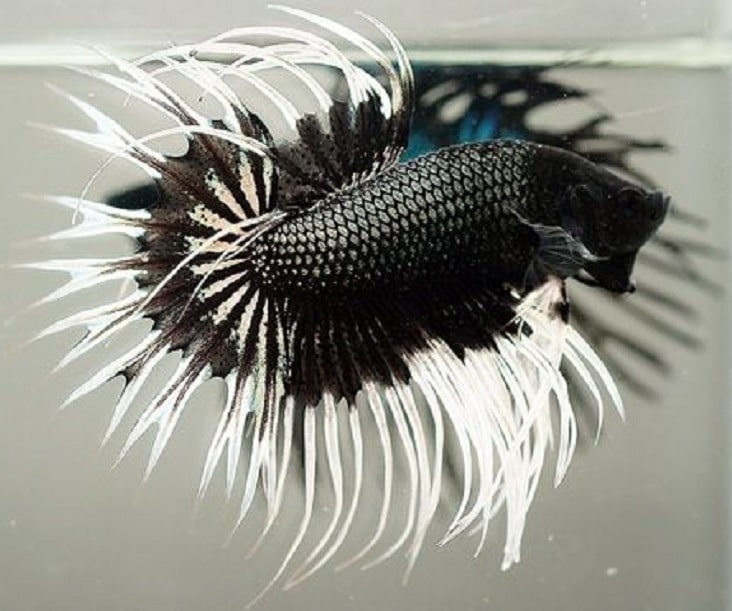 Grosir Bae Cod Cupang Crowntail Black White Cupang Serit New 2021 Lazada Indonesia