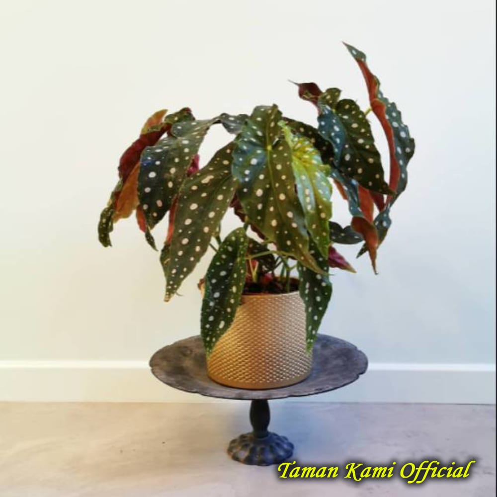 Tanaman hias begonia maculata polkadot tanaman hias begonia ...