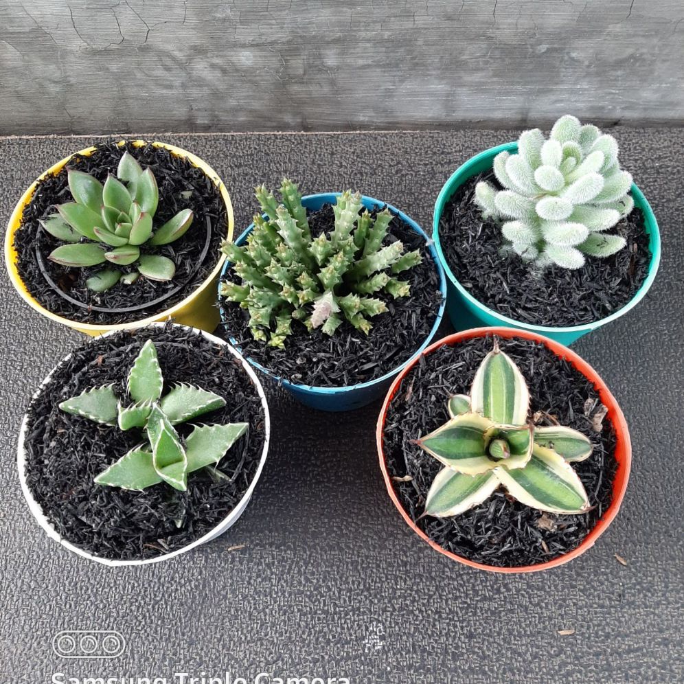 paket tanaman kaktus sukulen 5 pot plus pot warna warni diameter 10cm