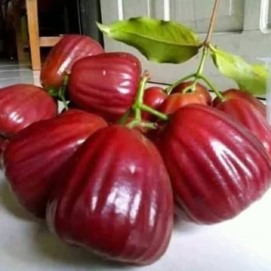 	 Bibit Jambu Citra Super Bibit Jambu Air Citra Okulasi	