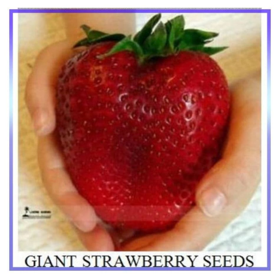 Bisa COD Benih Strawberry Raksasa Bibit 