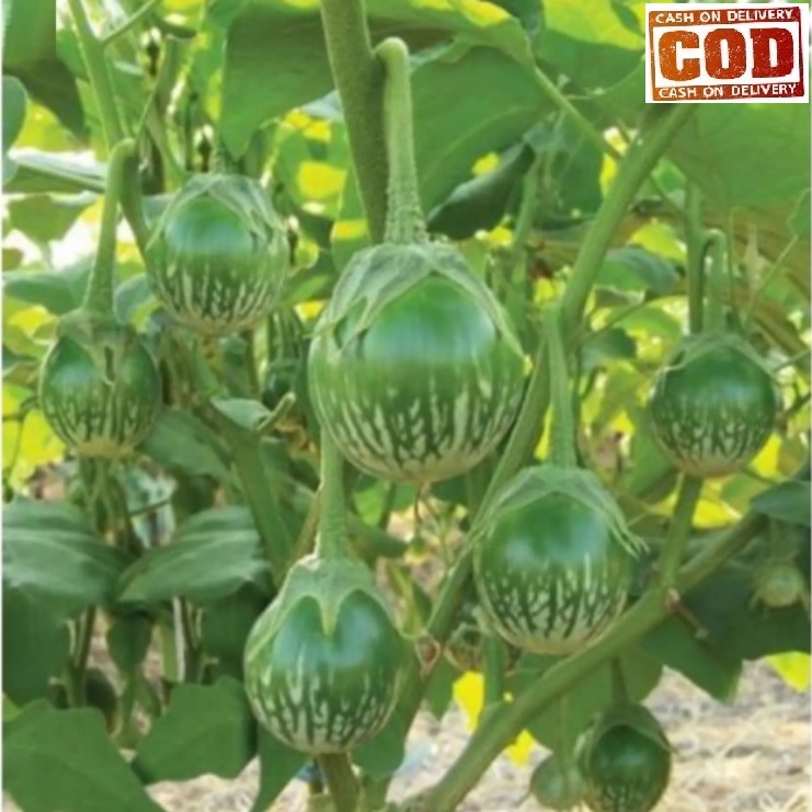 	 TERONG HIJAU LALAP 50 biji bibit seed seeds Benih Terong Lalap Hijau Kenari Bulat Sayuran Unggul Berkualitas - Bibit Tanaman Sayur Seribuan TOKO999	