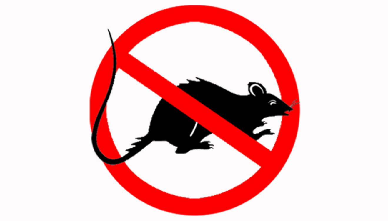 Racun Tikus Logo Promo KURATO ORIGINAL | RACUN TIKUS | BASMI TIKUS