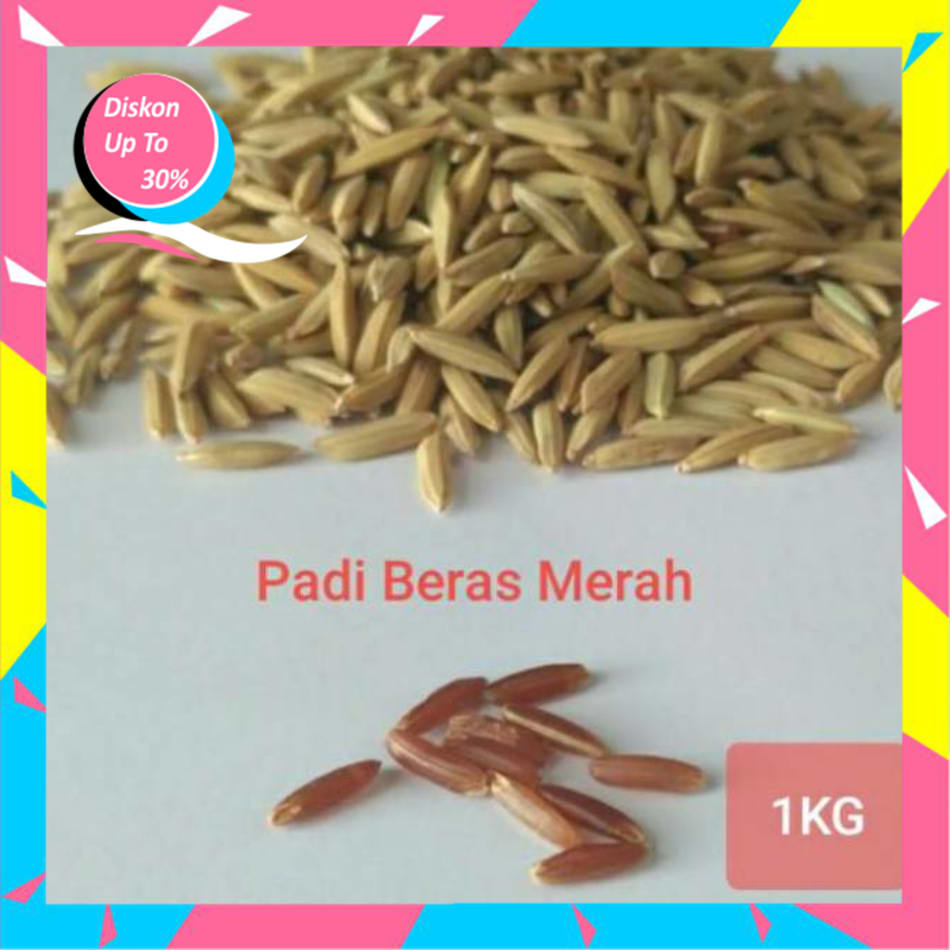 Limited Benih Bibit Padi Beras Merah 001dan Lazada Indonesia