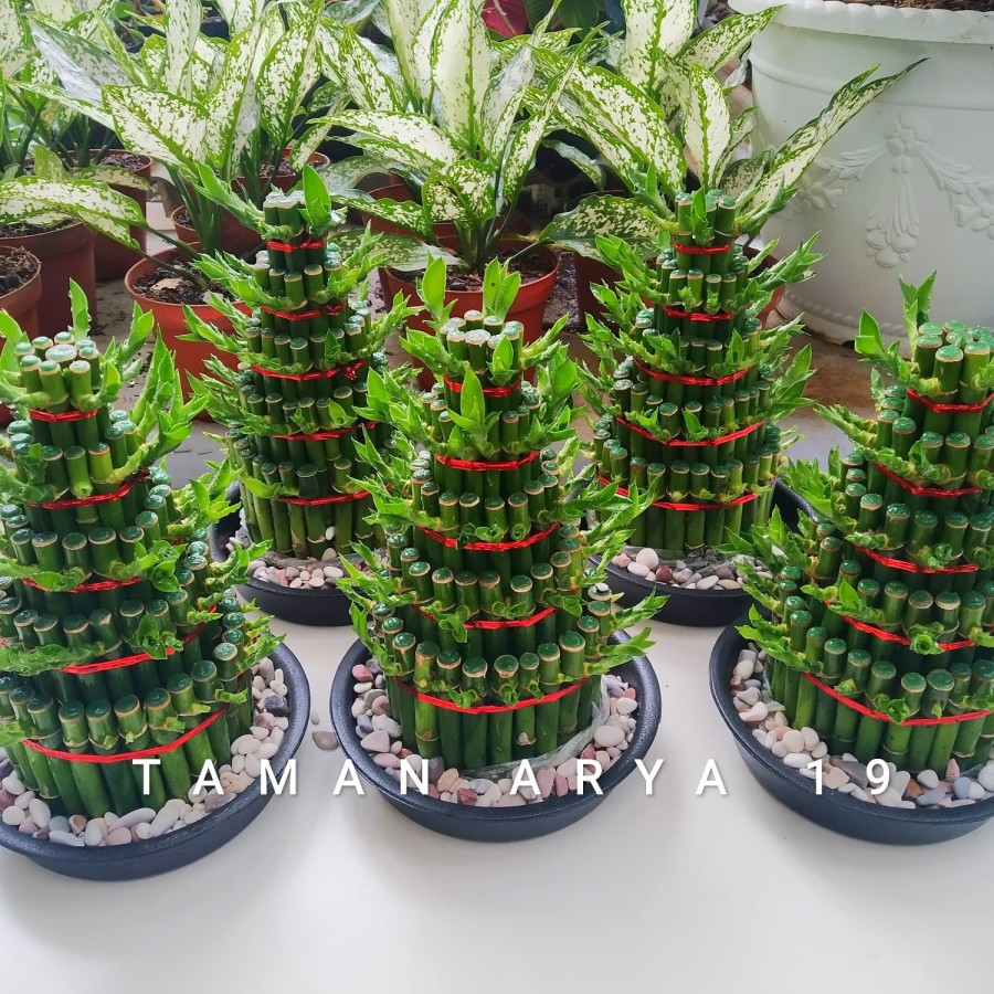 Tanaman Hias Bambu Hoki 5 Susun + POT + Batu