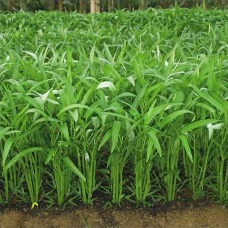 	 KANGKUNG 200 - 250 biji bibit seed seeds Benih Kangkung Sayuran Hidroponik Hijau Unggul Rajawali - Bibit Tanaman Sayur Seribuan TOKO999	