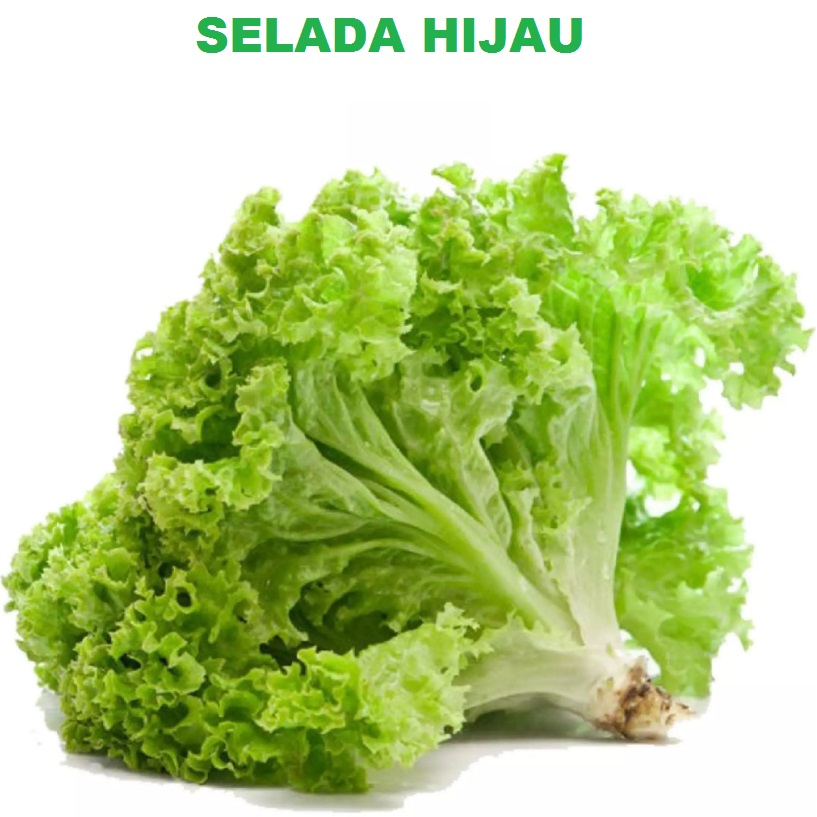 	 SELADA HIJAU 200 biji bbit seed seeds Benih Selada Hijau Keriting Grand Rapids Panah Merah Hidroponik Bibit Sayur Sayuran Seribuan - sawi sawian - TOKO999	