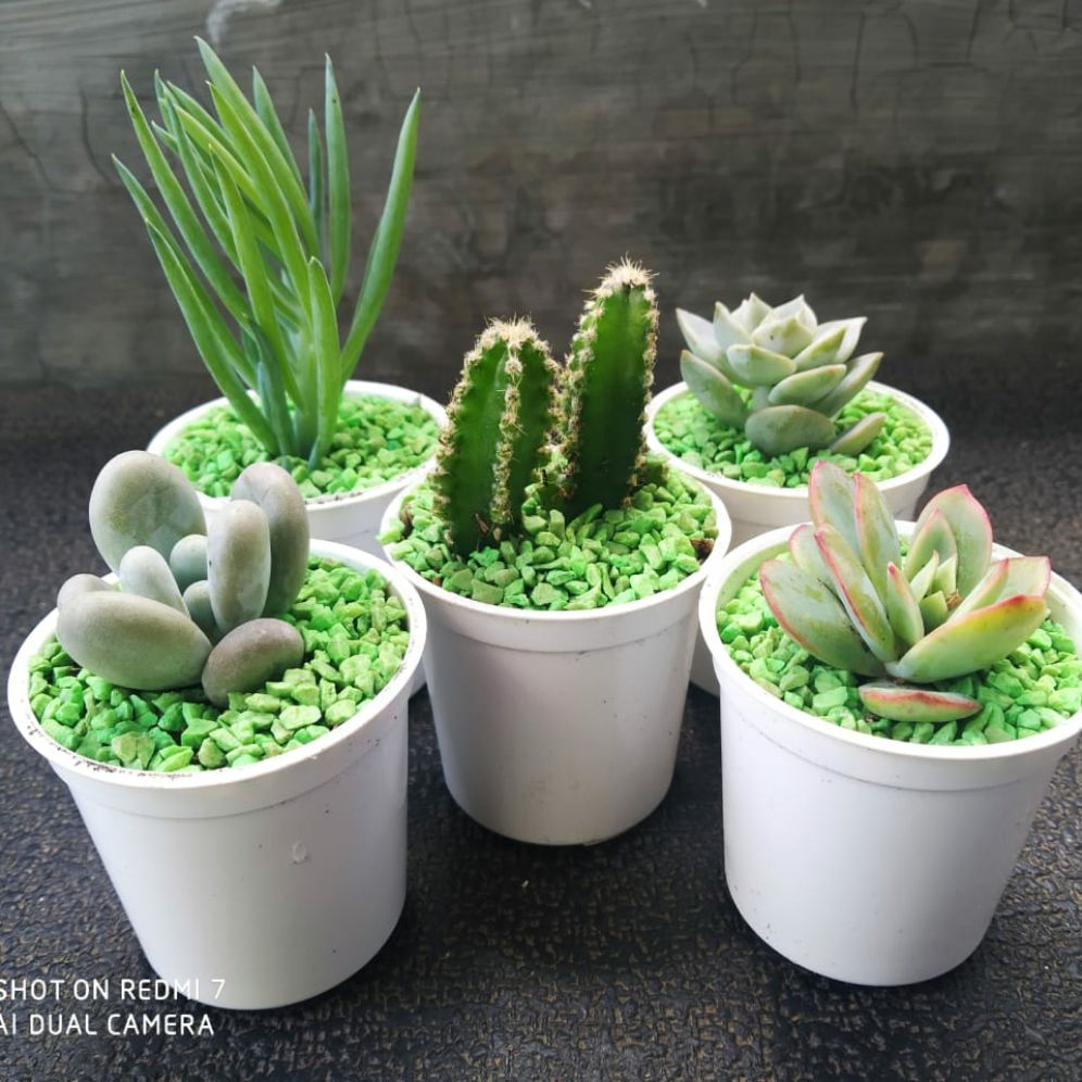paket kaktus sukulen MINI 5 Pot warna putih plus batu hias