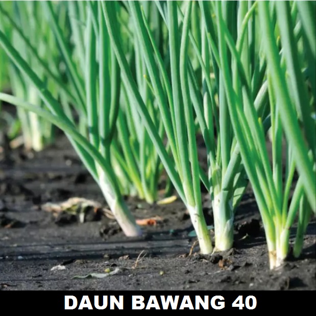 	 DAUN BAWANG FRAGRANT 40 biji bibit seed seeds Benih Daun Bawang F1 Fragrant Sayuran Loncang Unggul Berkualitas - Bibit Tanaman Sayur Seribuan	