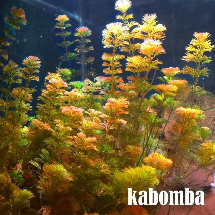 Cabomba Green Tanaman Air Untuk Aquarium Dan Aquascape Per Pot