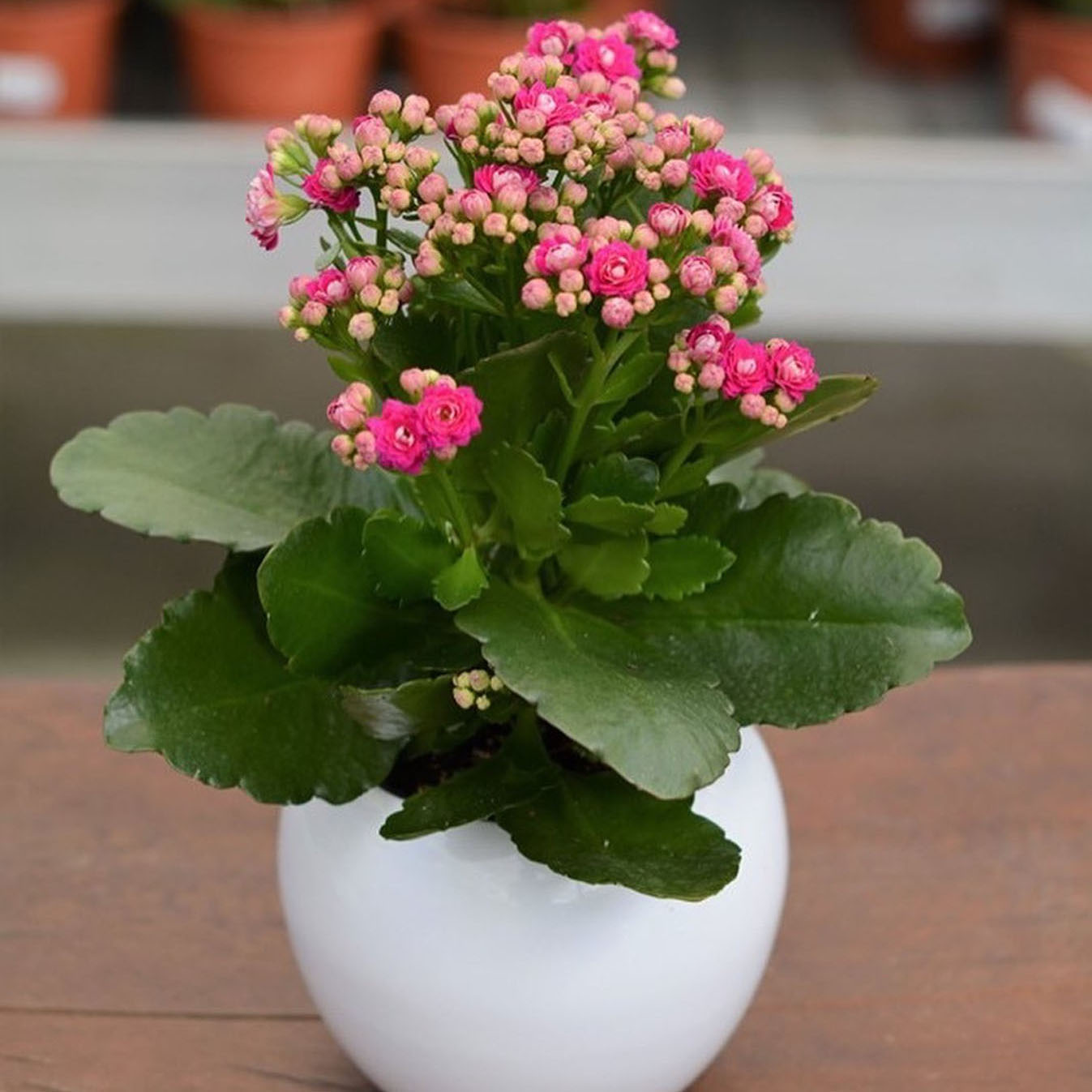 Tanaman Hias Cocor Bebek Kalanchoe Tanaman Hidup Bisa Cod Lazada Indonesia