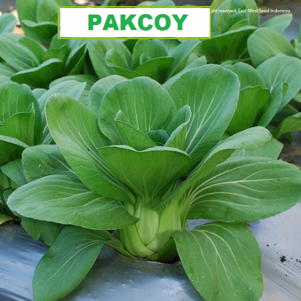 	 PAKCOY - 50 Biji / Benih / bibit PAKCOY / PAKCOI / PAK CHOY Mudah Tumbuh - bibit sayur / Bibit Unggulan / bibit SAWI PAKCHOY / SAWI PAKCOY / PAK COY - RANITASHOP GROSIR	