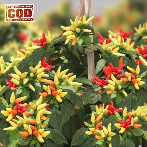 	 CABE PRENTUL KLASTER 20 biji bibit seed seeds Bibit Cabe Rawit Prentul Klaster Benih Cabai Rawit Merah Viral Super Buah Bergerombol Sayuran TOKO999	