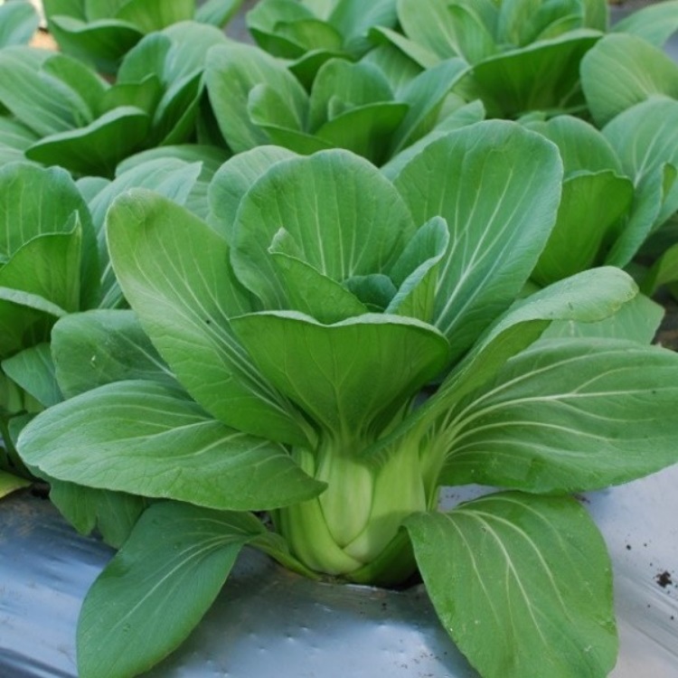 	 SAWI PAKCOY 50 biji bibit seed seeds Benih Sawi Pakcoy Nauli Cap Panah Merah Pakchoy / pak coy Hidroponik Bibit Tanaman Sayur Sayuran Seribu TOKO999	