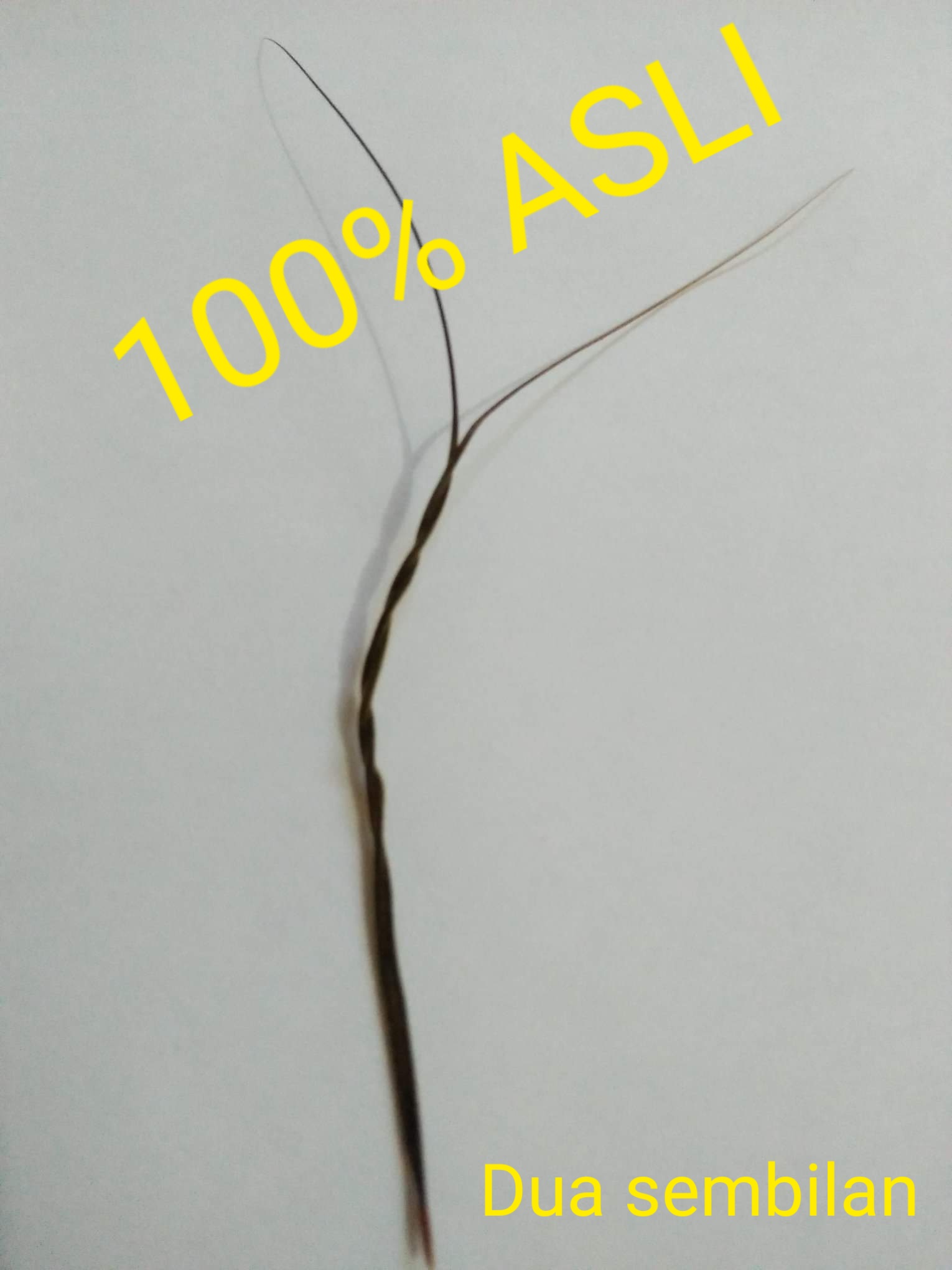 Bulu Perindu Asli Siap Pakai Lazada Indonesia Bulu Perindu Asli Siap Pakai Lazada Indonesia