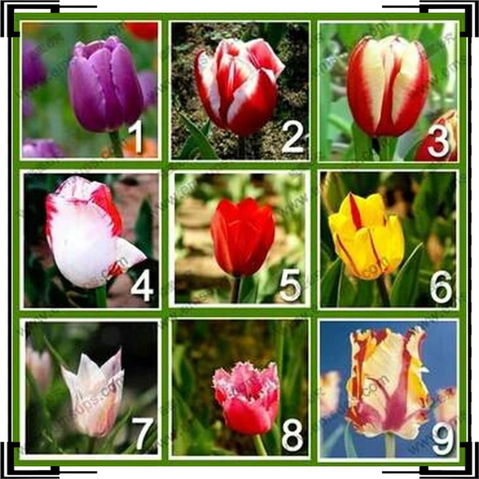 Limited Bibit Biji Bunga Tulip 9 Warna 5 Seeds Each Color