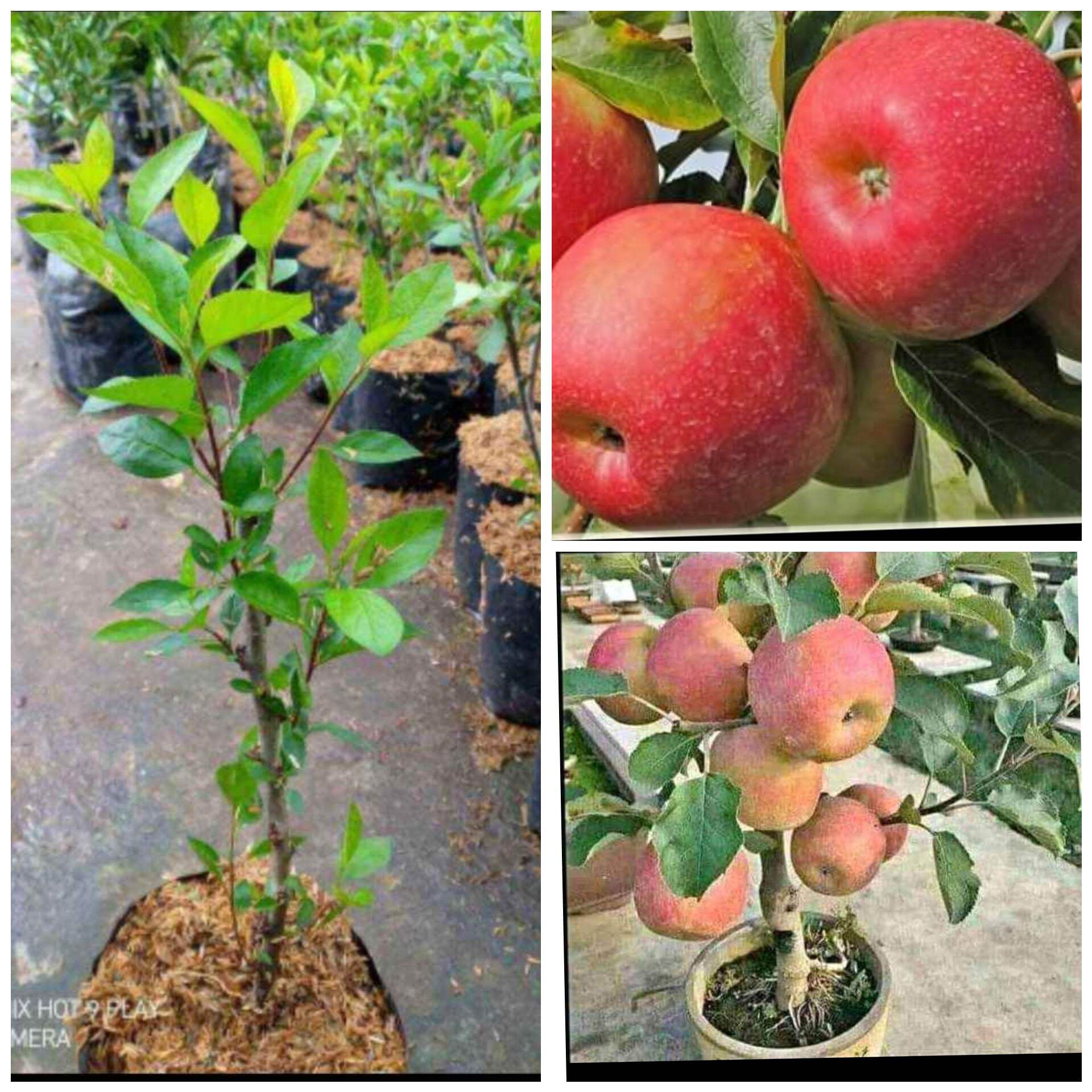 Pohon Apel Merah Kecil