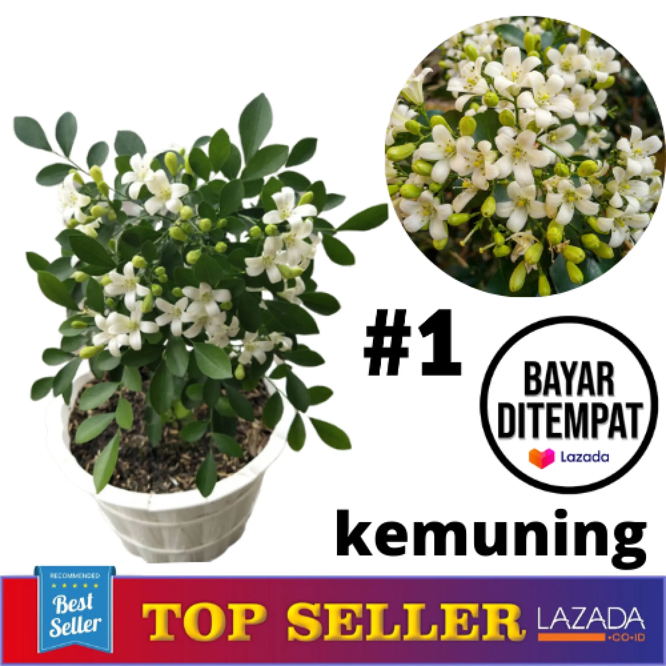 Promo Tanaman Hias Bunga Kemuning Jepang Berbunga Putih Wangi Tanaman Hidup Kemuning Jepang Bayar Di Tempat Lazada Indonesia