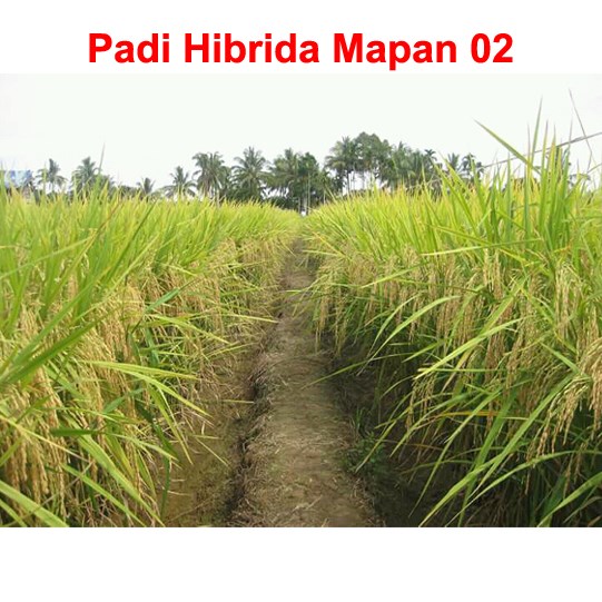 Benih Padi Hibrida MAPAN 02 ORI | Lazada Indonesia