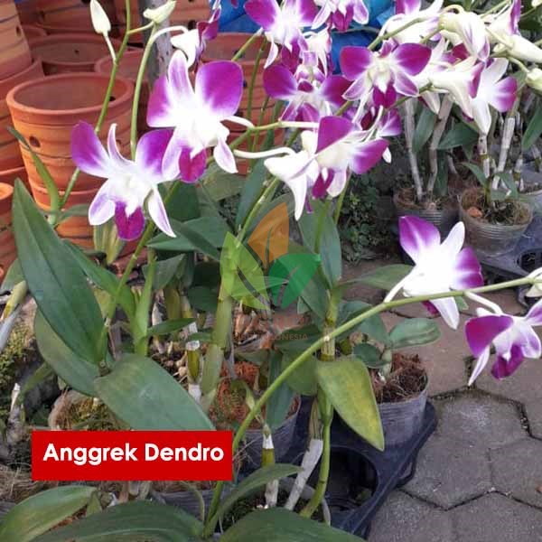 Bibit Bunga Anggrek Dendro Putih Ungu Lazada Indonesia