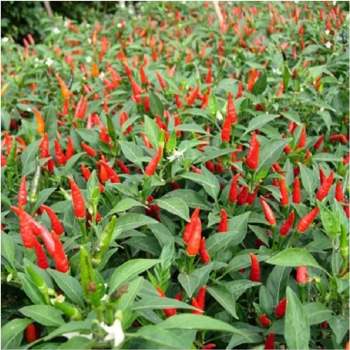 	 CABE RAWIT HIJAU 35 biji bibit seed seeds Benih Cabe Rawit Hijau Unggul Sayuran Cabai Berkualitas - Bibit Tanaman Sayur Seribuan TOKO999	