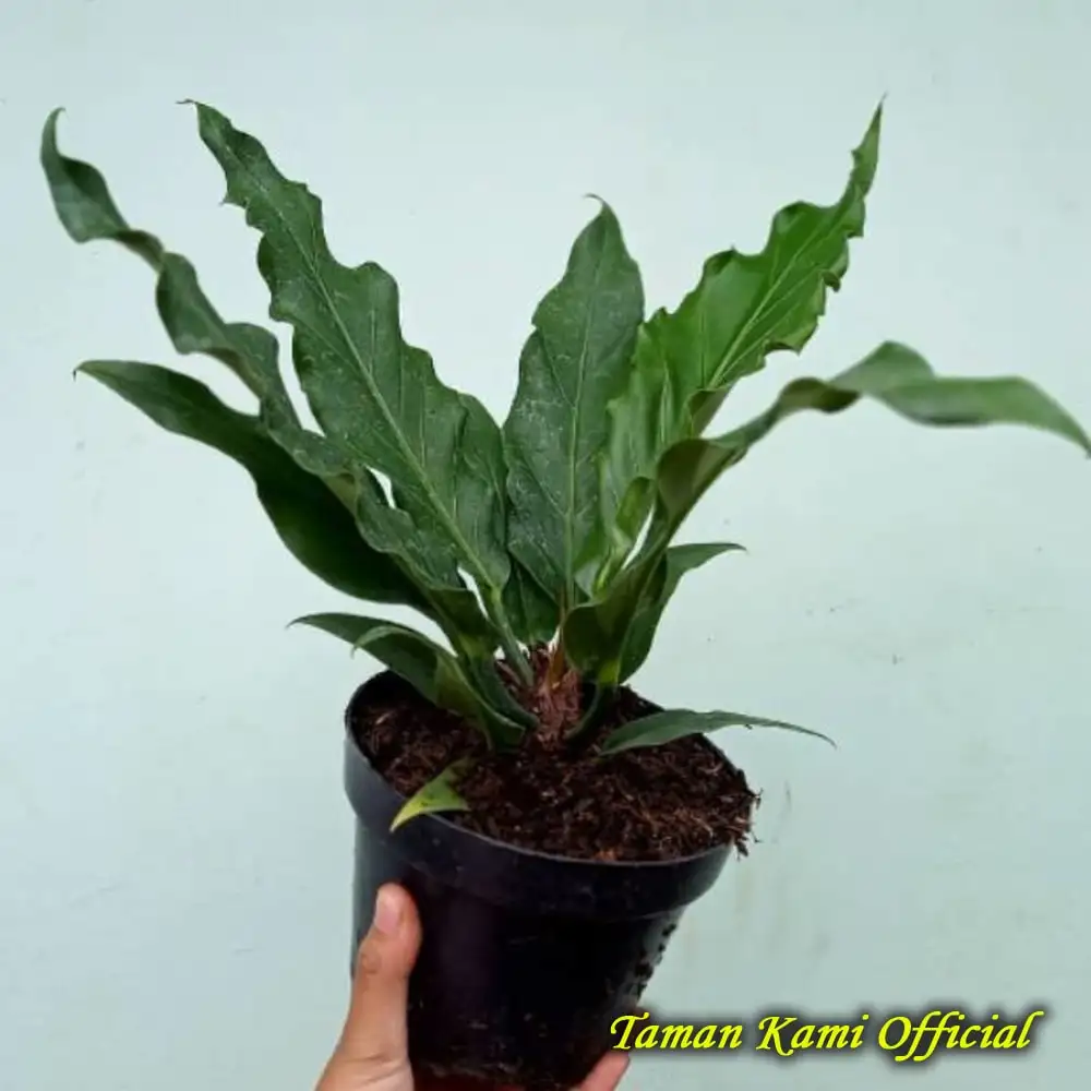 Tanaman Hias Anthurium Gelombang Cinta Anthurium Gelombang Cinta Tanaman Anthurium Promo Exclusive Lazada Indonesia