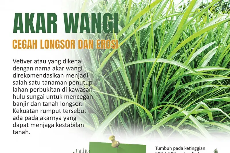 Bibit Tanaman Rumput Akar Wangi Vertiver Anti Longsor Lazada Indonesia