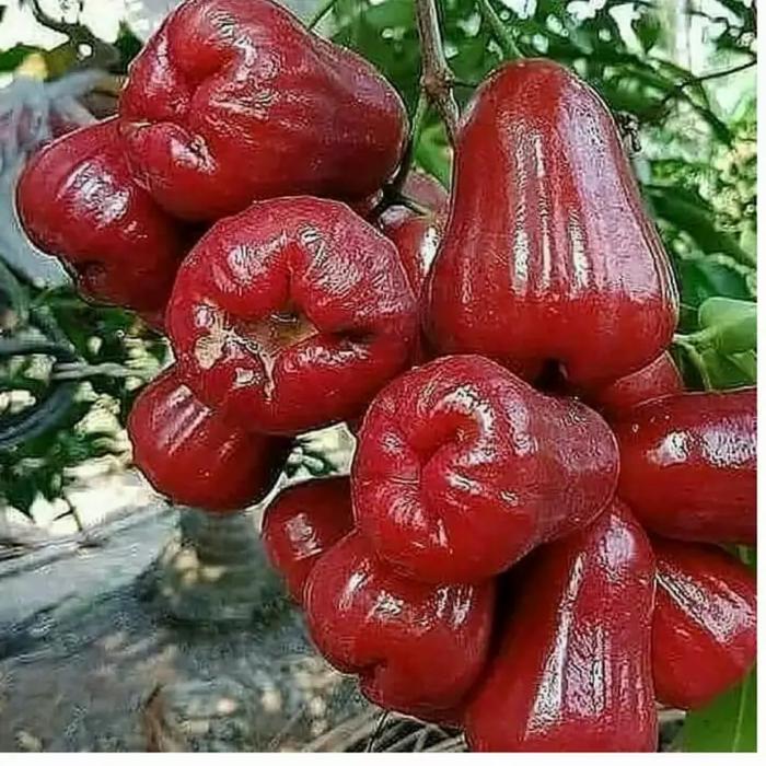Jual Jambu Air Citra Merah Terbaru Online dengan Harga Terbaik | Lazada  Indonesia
