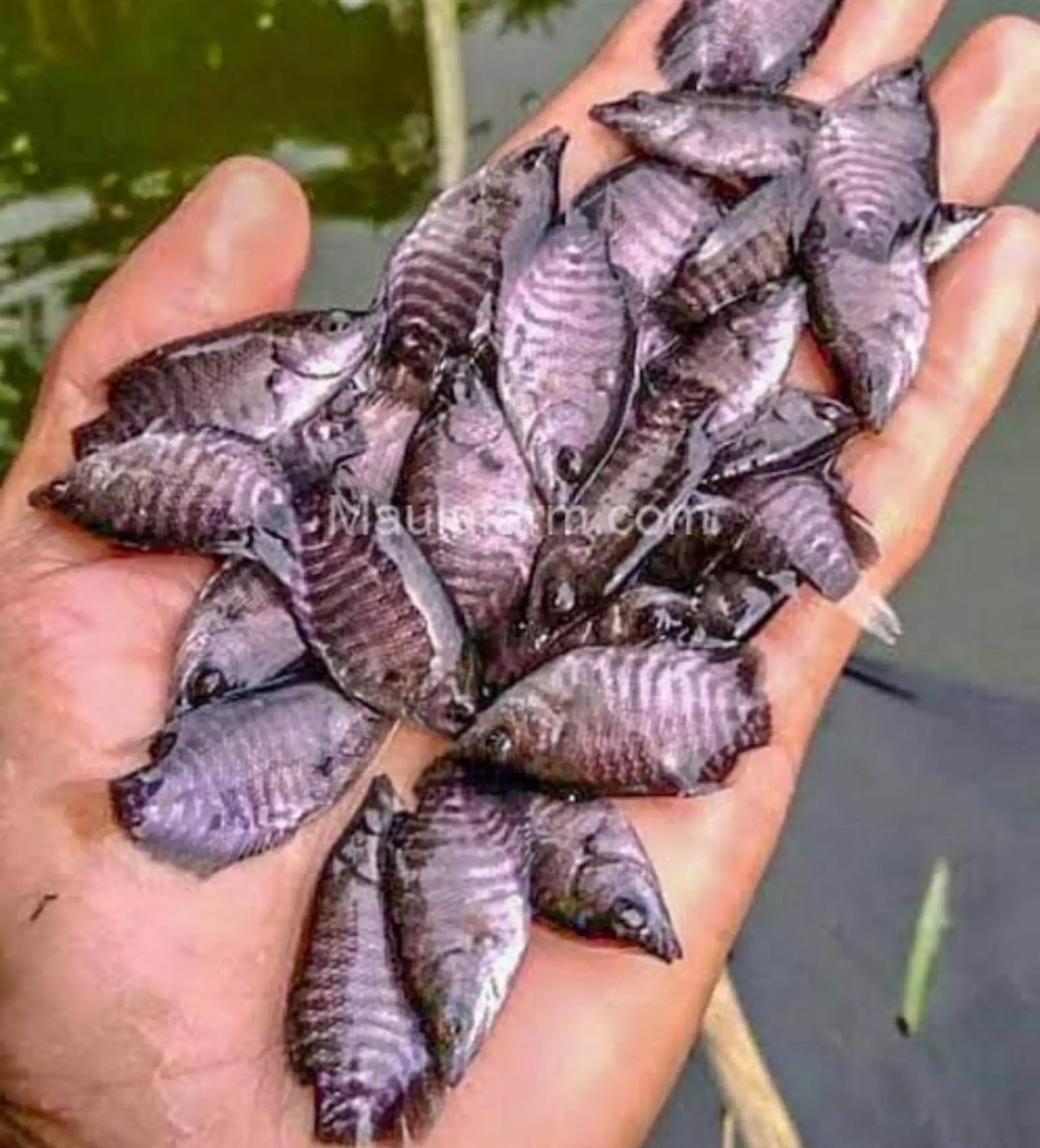 Ikan Gurame Ukuran Silet 5 Ekor Lazada Indonesia