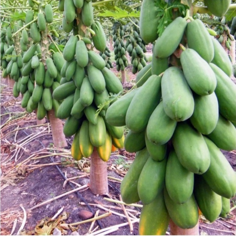 	 PEPAYA CALIFORNIA 5 biji bibit seed seeds Benih Pepaya California F1 Calina IPB - Bibit Buah Kalifornia Unggul Berkualitas TOKO999	