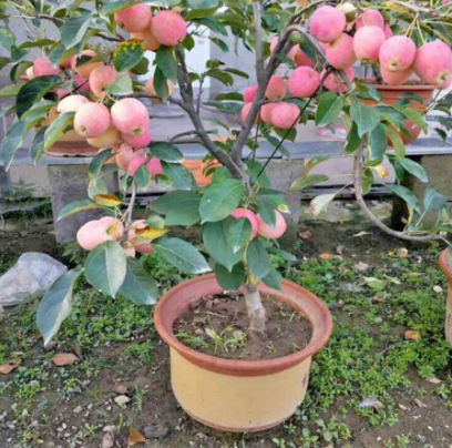	 Bibit apel fuji merah cangkok cepat berbuah	