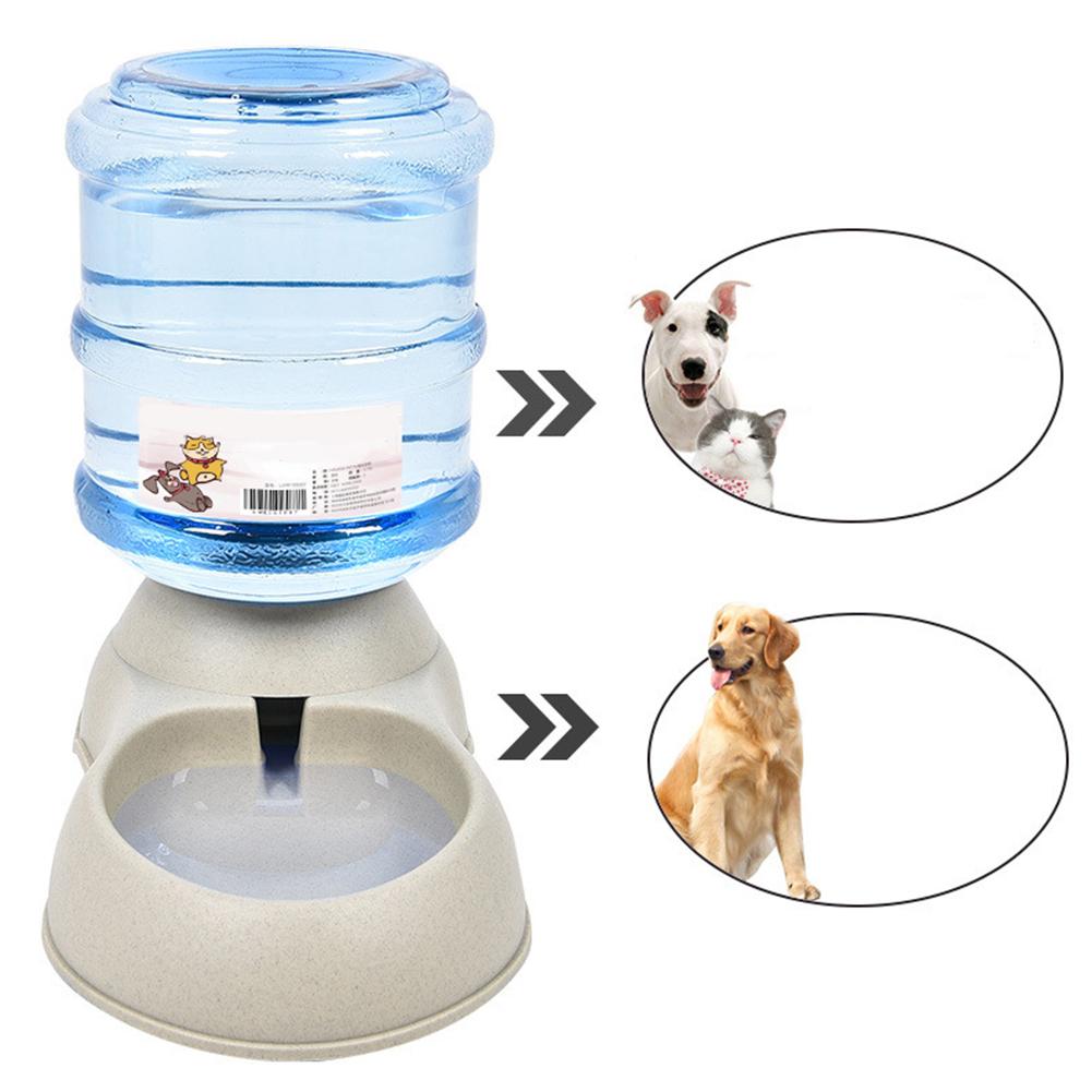 8 week old siberian husky