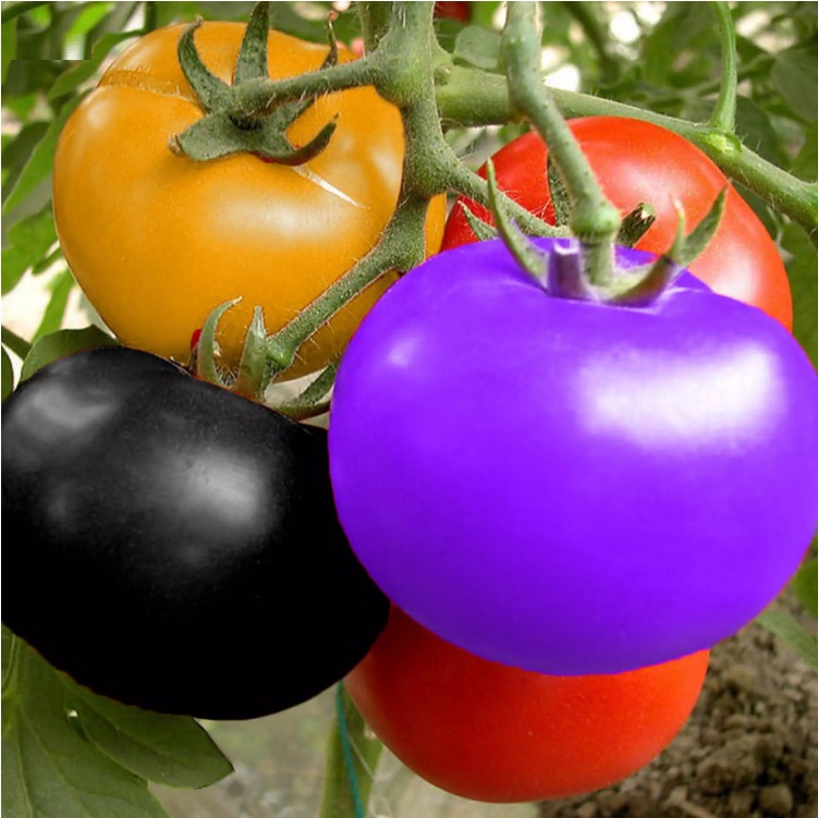 	 TOMAT RAINBOW 5 biji / bibit / benih TOMAT PELANGI TOMAT RAINBOW / TOMAT IMPORT / TOMAT HIAS / Seed sayur / bibit buah - RANITASHOP GROSIR	